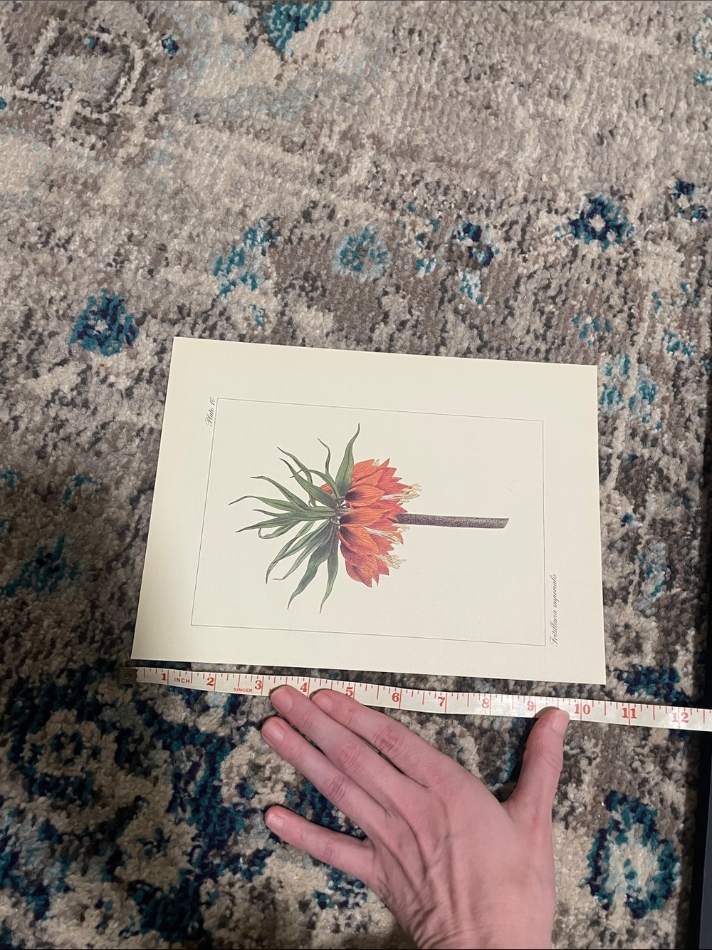 🖤5/$25 vintage botanical flower print - Picture 3 of 8